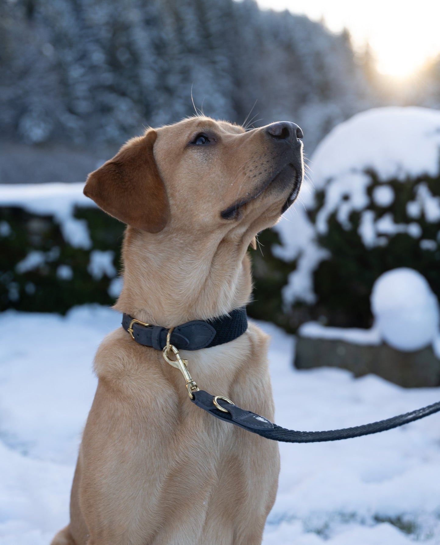 Serrana Dog Collar - Whiskey
