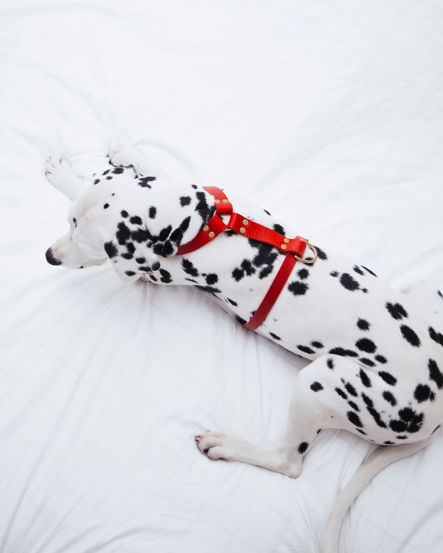 Butter Leder Y-Hundegeschirr - Sahara