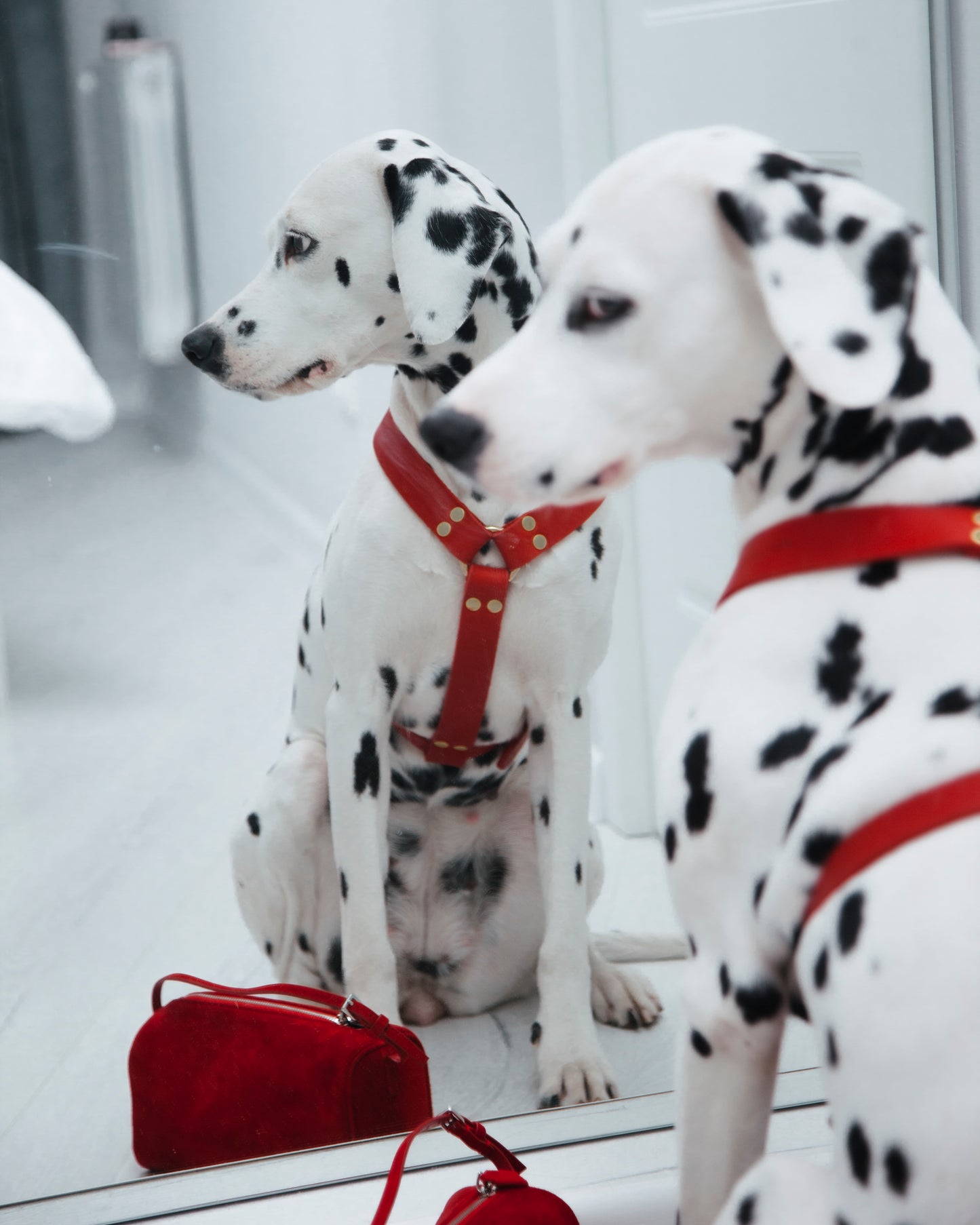 Butter Leder Y-Hundegeschirr - Classic Braun