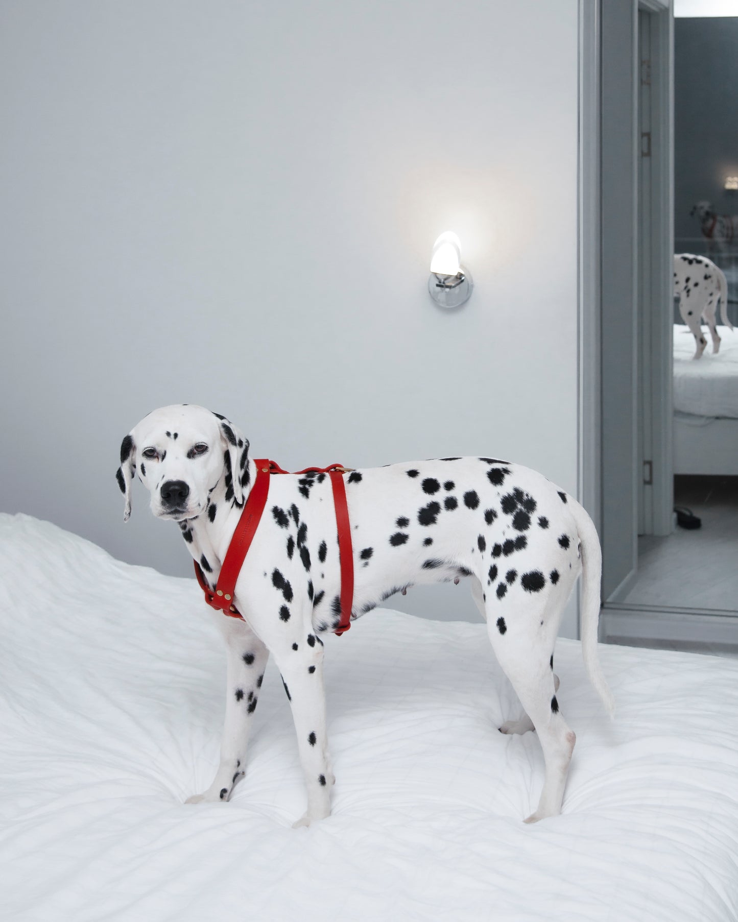 Butter Leder Y-Hundegeschirr - Classic Braun